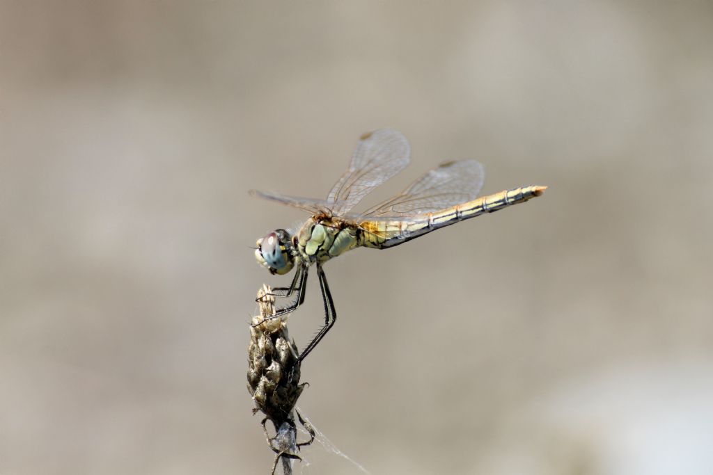 Tutti Sympetrum fonscolombei?